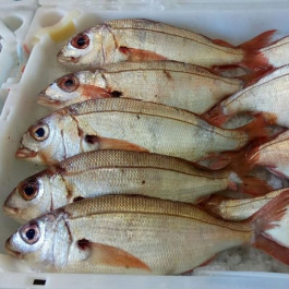 Sada Antorchas Conejo Comprar pescado fresco online: Besugo directo de Lonja