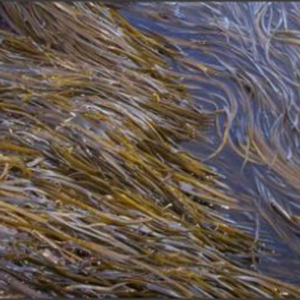 Alga fresca 'Espagueti de Mar'