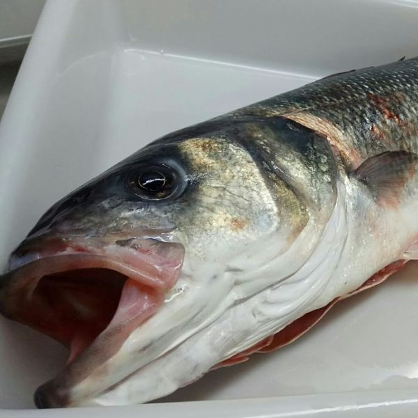 Comprar pescado fresco online: Lubina Salvaje de Lonja