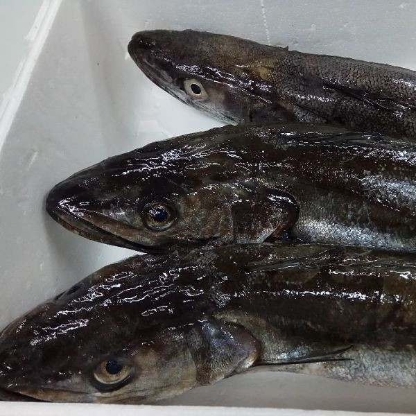 Comprar pescado fresco online: Merluza directa de Lonja
