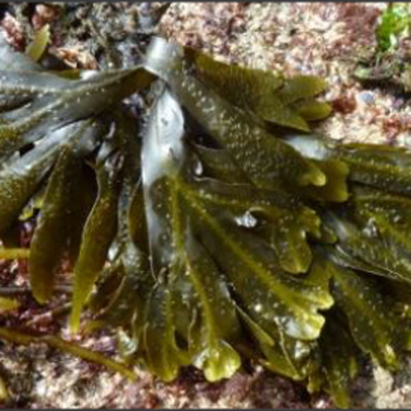 Alga fresca 'Patata de mar'