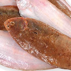 Acedía gallega