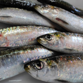 Sardinas 