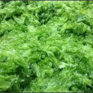 Alga fresca 'Lechuga de Mar'