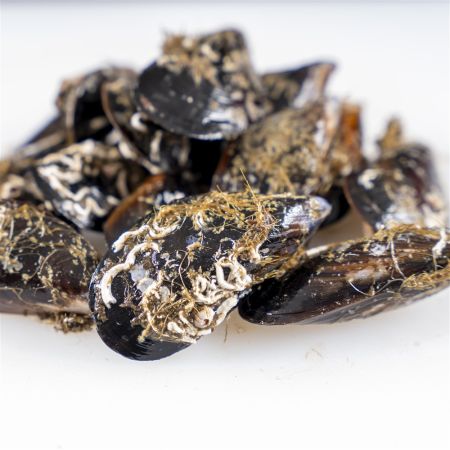 Mejillones de galicia a domicilio