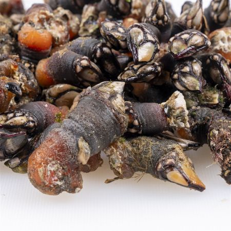 Percebes gallegos a domicilio
