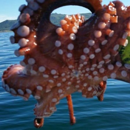 Pulpo Gallego fresco