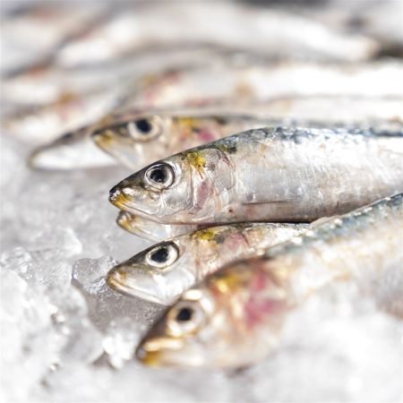 Sardinas frescas a domicilio