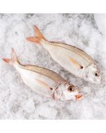 Besugo blanco o aligote fresco a domicilio