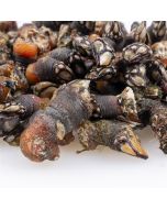 Percebes gallegos a domicilio