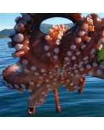 Pulpo Gallego fresco
