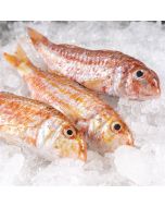 Salmonete de roca fresco a domicilio