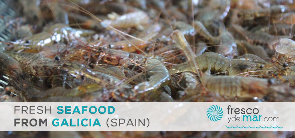 fresh seafood from galicia